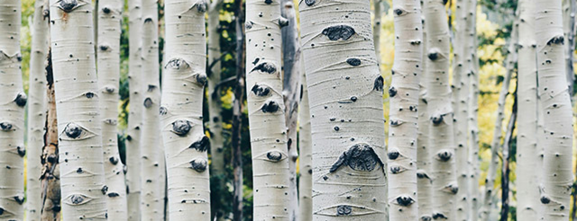 co2 banner